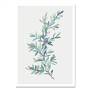 Succulent Plant Canvas Prints